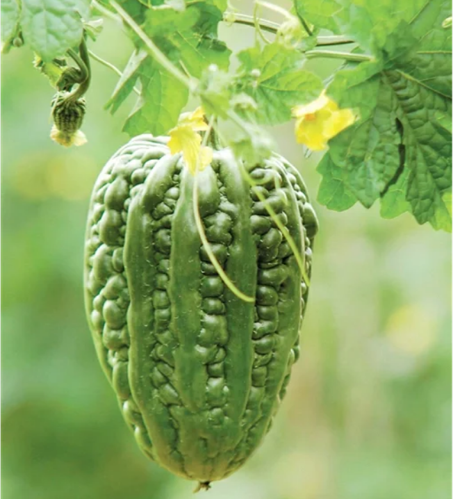 Big Top Bitter Melon Seeds-unitmotor™