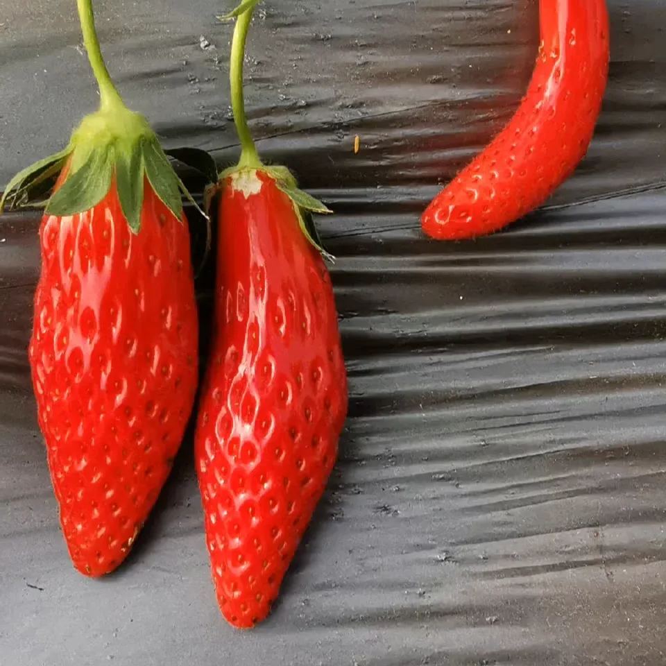 Rare Chili Strawberry Fruits Seeds-unitmotor™