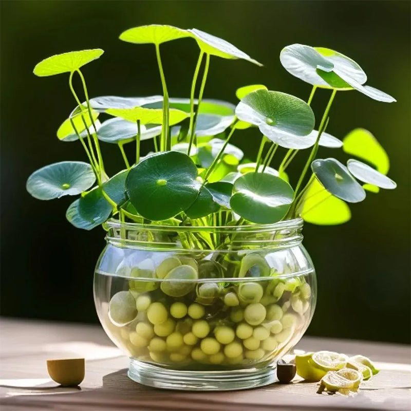 🌿Copper Coin Grass👀 Grows in Water to Attract Wealth