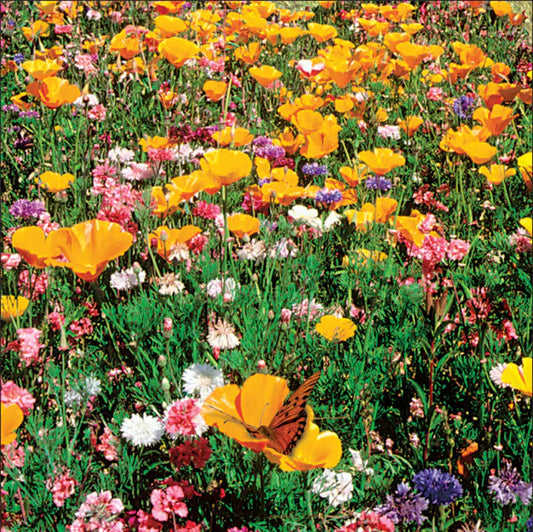 Wildflower Seeds Shaker Bag, Sunny Meadow Flower Mix-unitmotor™