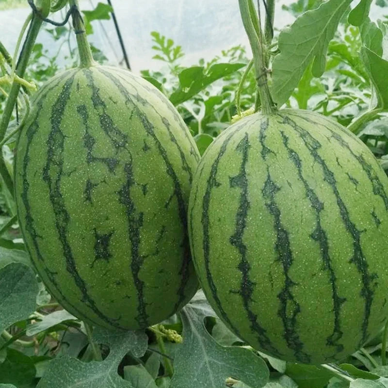 🍉Thin Skin Ruby Mini Watermelons Seeds-unitmotor™