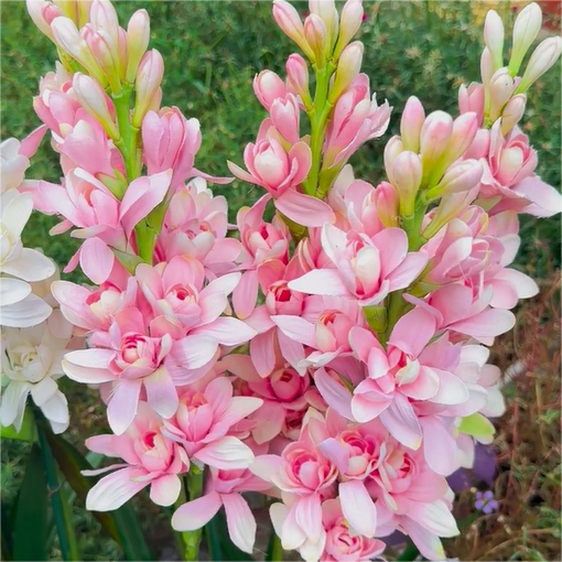 Tuberose-Queen of the Night✨Flower Perfume