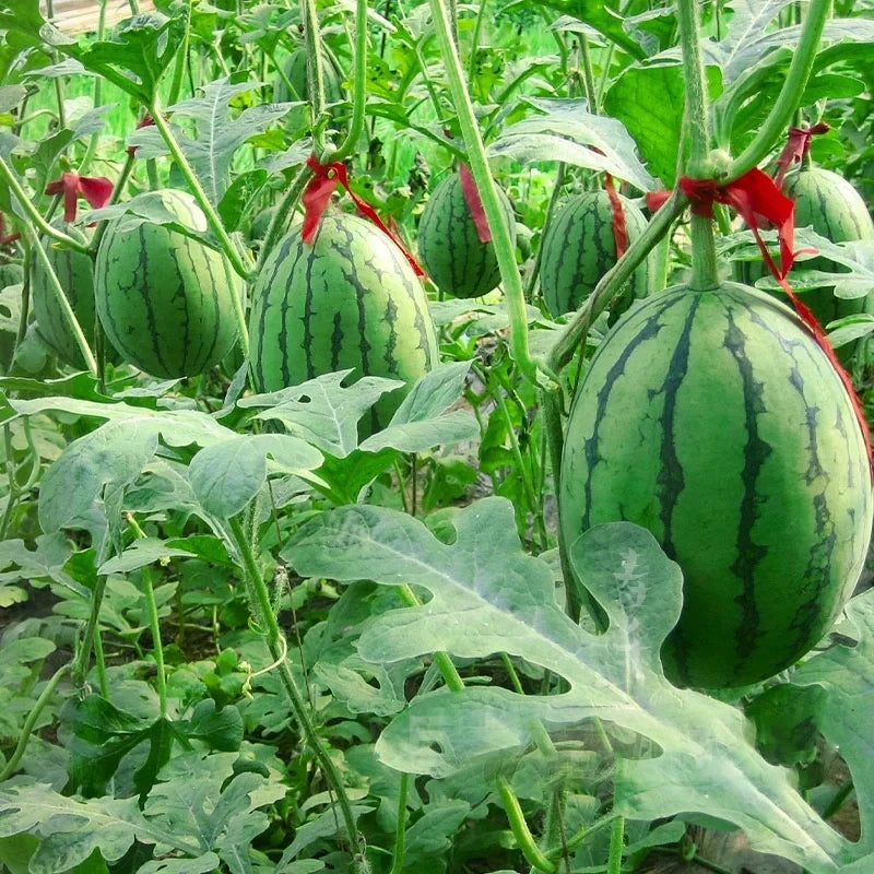 🍉Thin Skin Ruby Mini Watermelons Seeds-unitmotor™