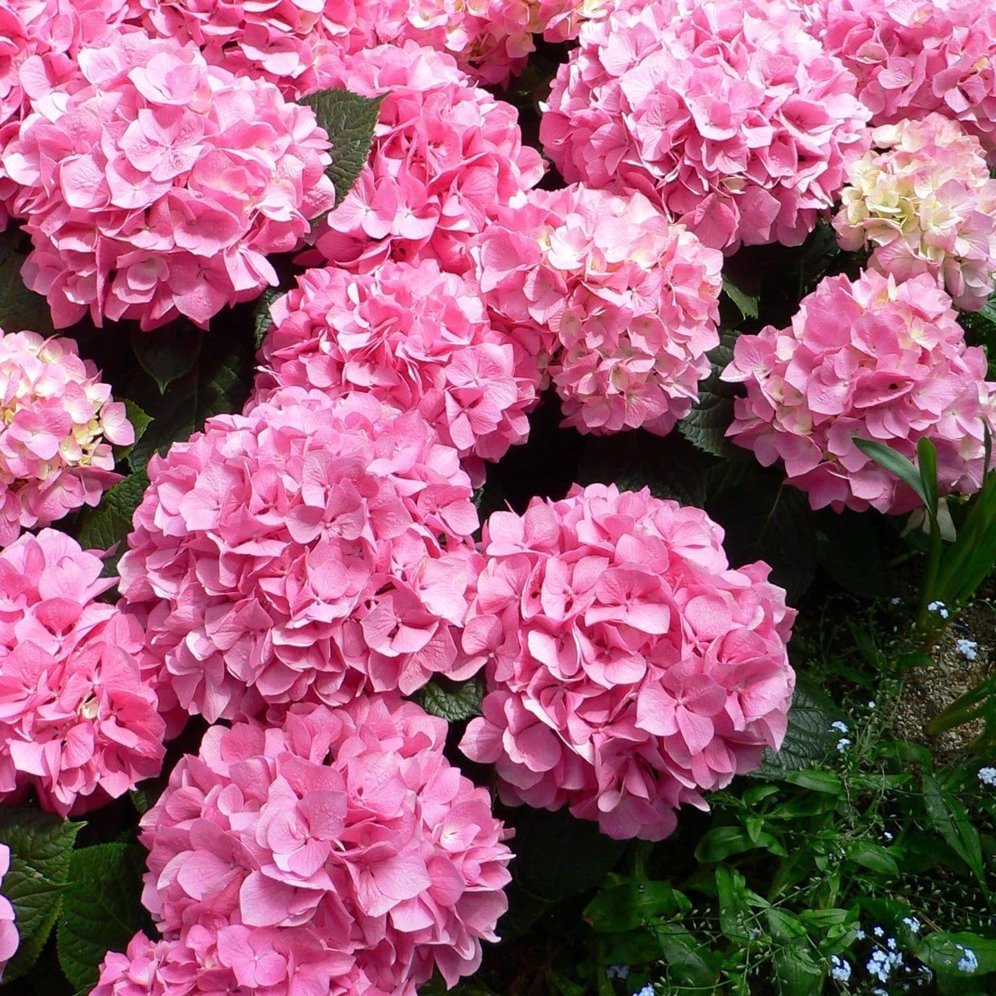 Hydrangea Seed Bonsai Flower Seeds Hydrangea Perennial Garden Home-unitmotor™