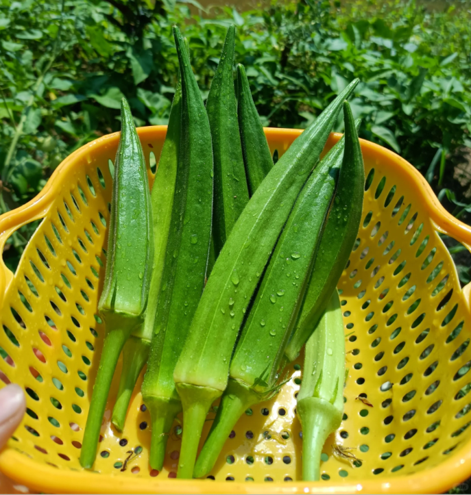 Fruit Okra Seeds-unitmotor™