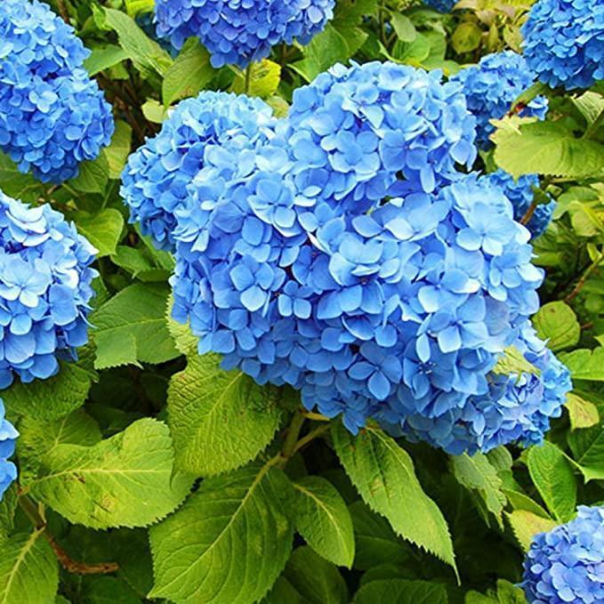 Hydrangea Seed Bonsai Flower Seeds Hydrangea Perennial Garden Home-unitmotor™