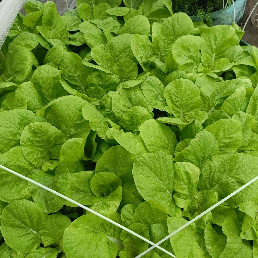 🌿3000 PCS-Fast-Growing Cream Lettuce Seeds-unitmotor™