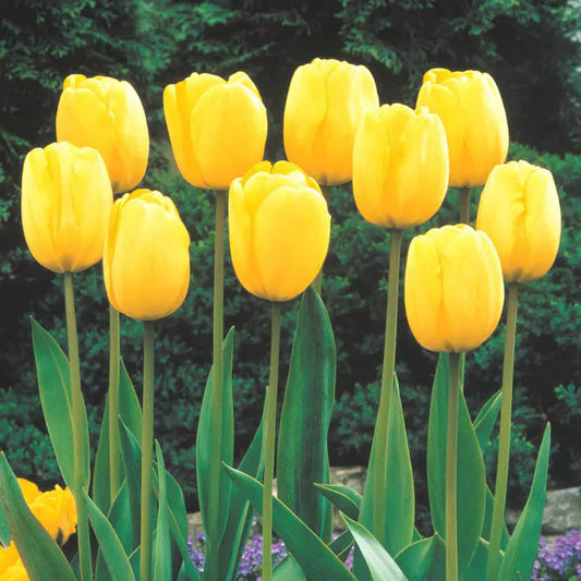 Bonsai Rare Color Tulip Seeds-unitmotor™