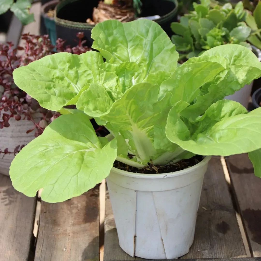 🌿3000 PCS-Fast-Growing Cream Lettuce Seeds-unitmotor™