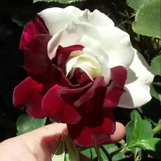 🌹Rare Twin Roses Seeds-unitmotor™