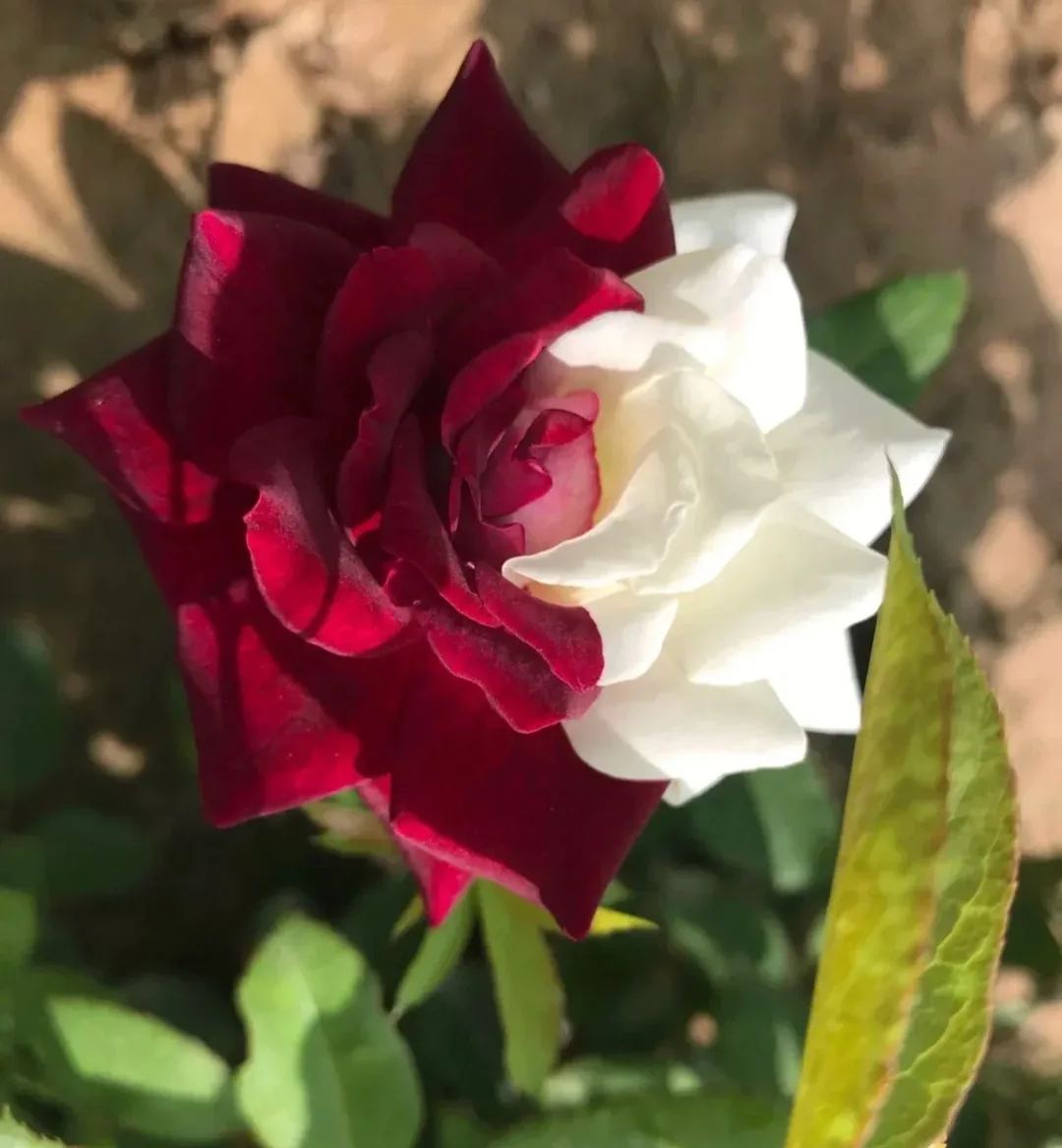 🌹Rare Twin Roses Seeds-unitmotor™