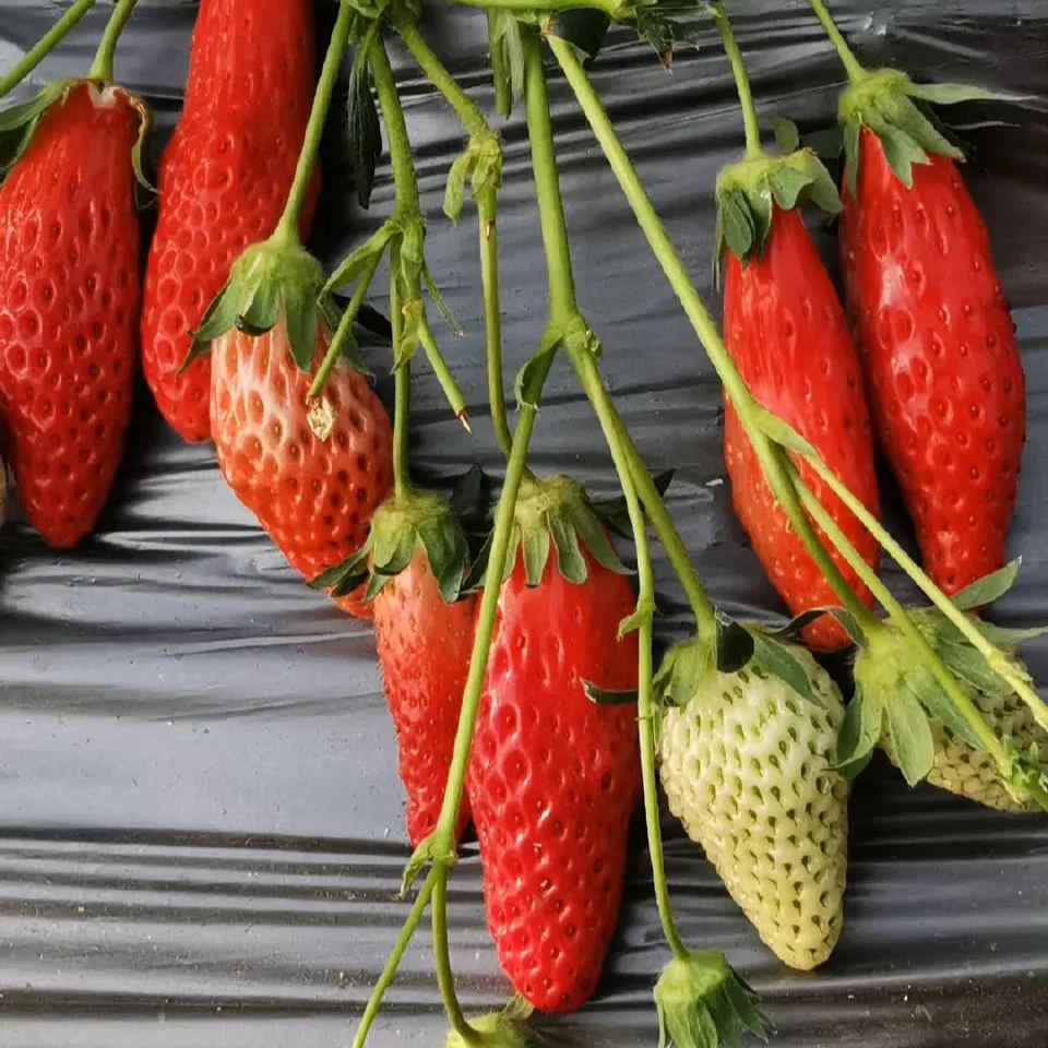 Rare Chili Strawberry Fruits Seeds-unitmotor™