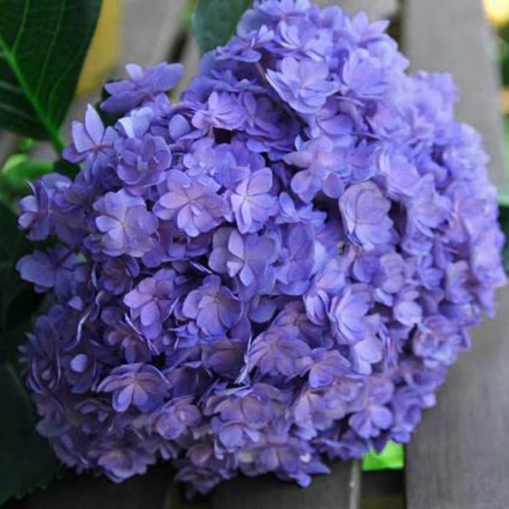 Hydrangea Seed Bonsai Flower Seeds Hydrangea Perennial Garden Home-unitmotor™