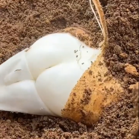 Jicama Pachyrhizus Erosus Seeds-unitmotor™