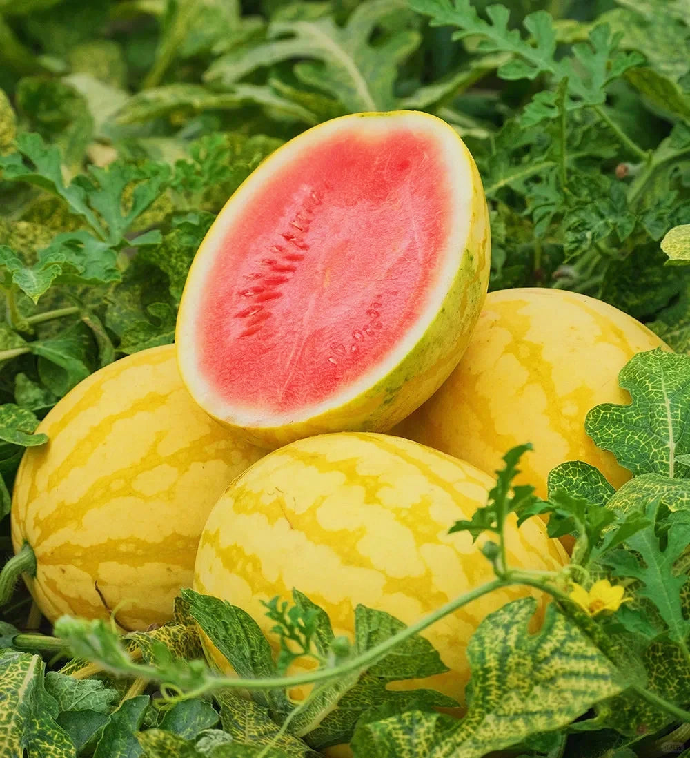 Yellow Skinned Red Flesh Watermelon Seeds-unitmotor™