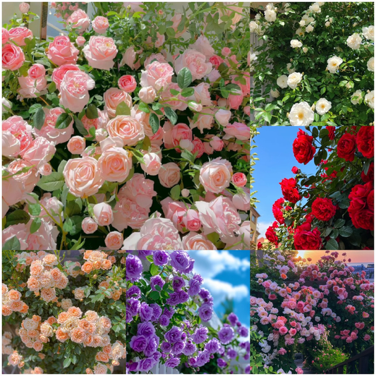 🌹Climbing Rose Seeds - Luck Rises-unitmotor™