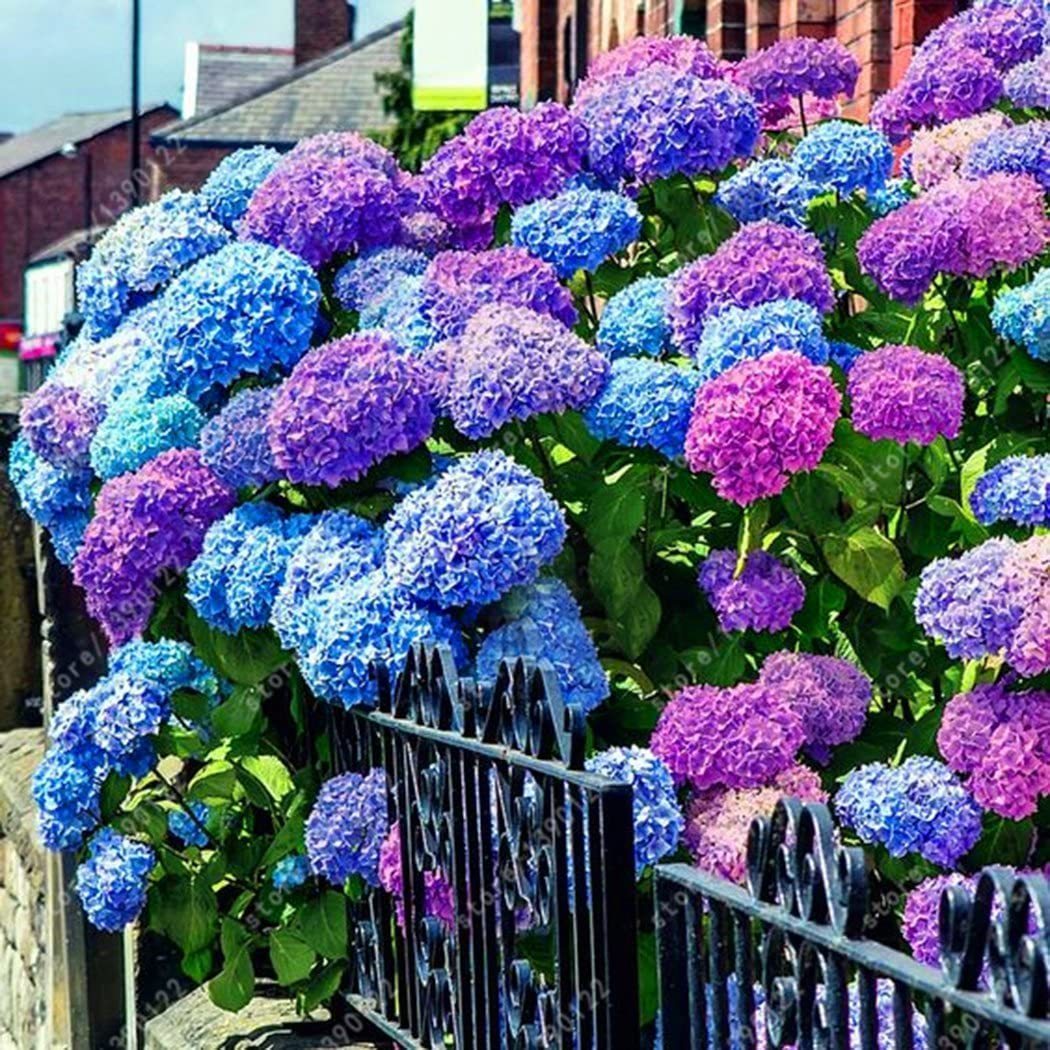 Hydrangea Seed Bonsai Flower Seeds Hydrangea Perennial Garden Home-unitmotor™