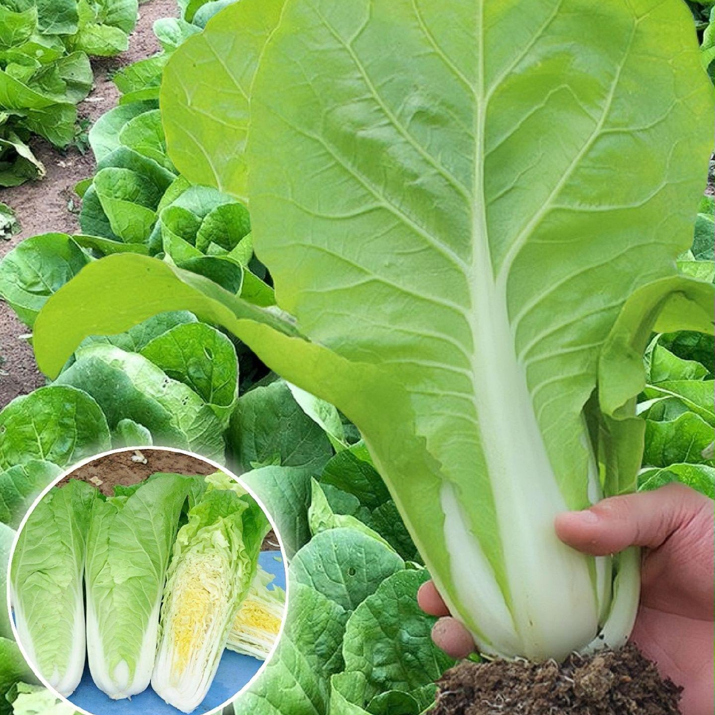 🌿3000 PCS-Fast-Growing Cream Lettuce Seeds-unitmotor™