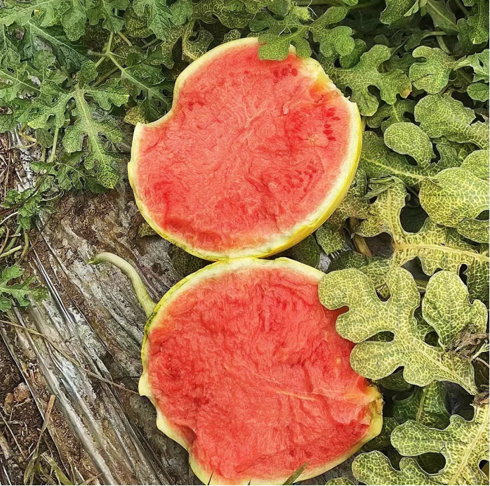 Yellow Skinned Red Flesh Watermelon Seeds-unitmotor™