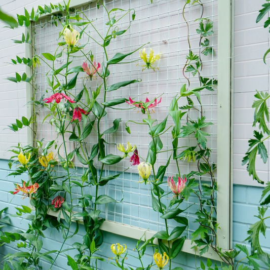 💐Gloriosa Lily—Life Never Dies, Passion Never Dies