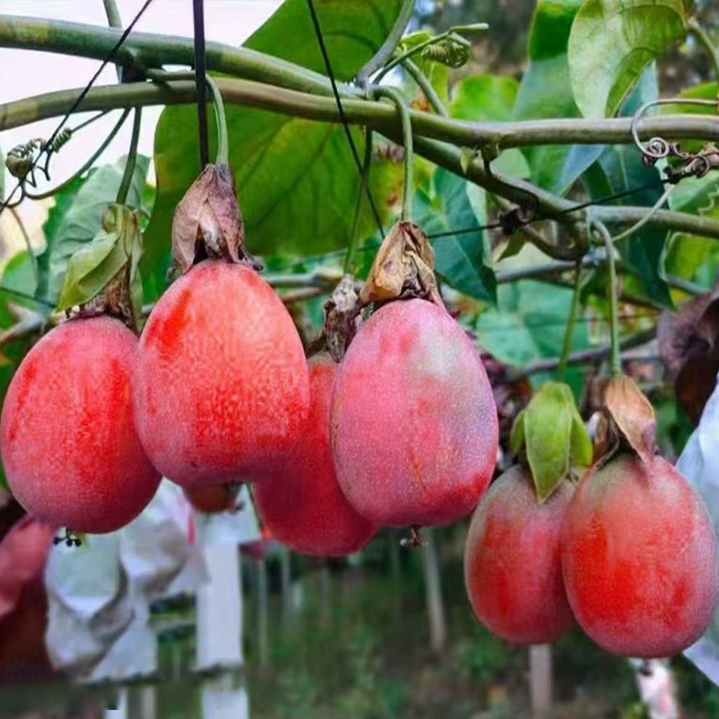 Colombian Passion Fruit - Love Fruit Seeds