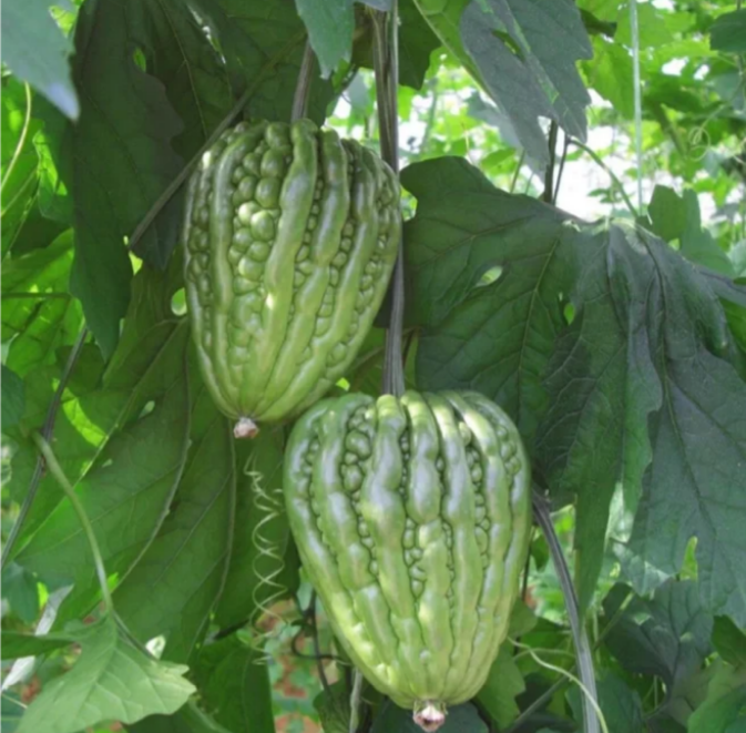 Big Top Bitter Melon Seeds-unitmotor™