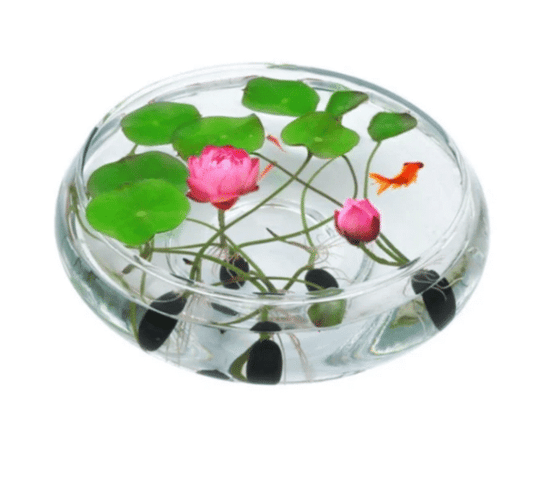 THE PREMIUM BONSAI LOTUS FLOWER SEEDS-unitmotor™