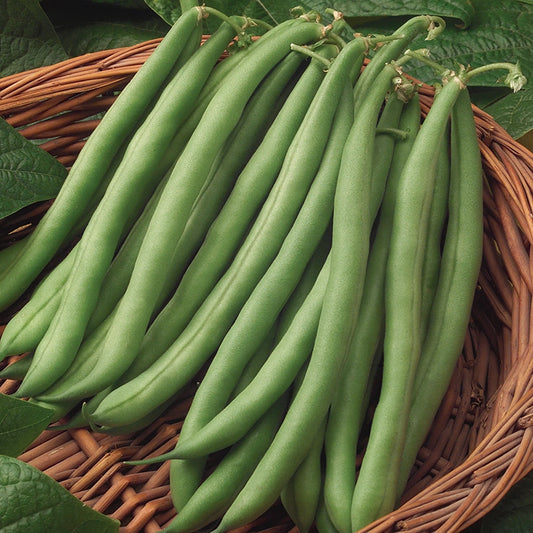 Bush Beans🫛Seeds (High Yield)