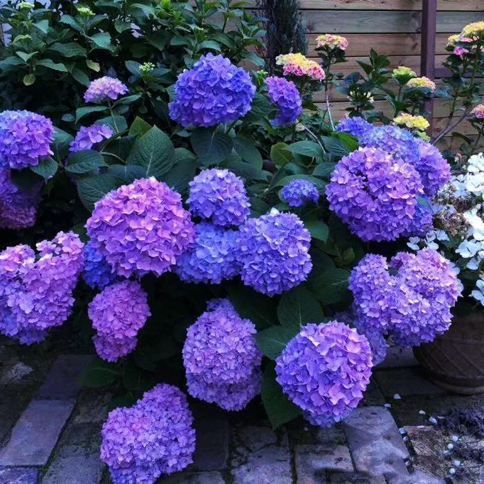 Hydrangea Seed Bonsai Flower Seeds Hydrangea Perennial Garden Home-unitmotor™