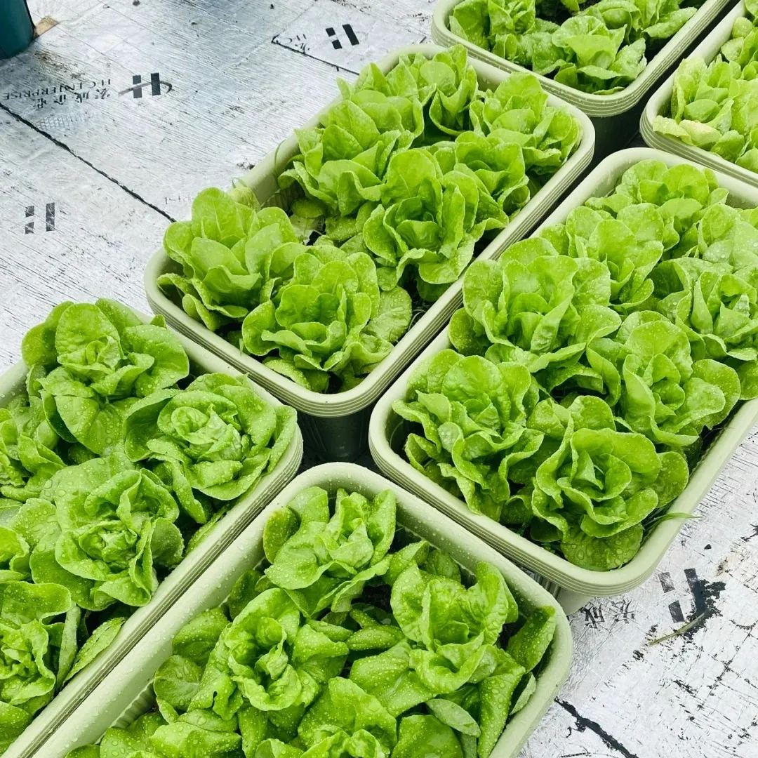 🌿3000 PCS-Fast-Growing Cream Lettuce Seeds-unitmotor™