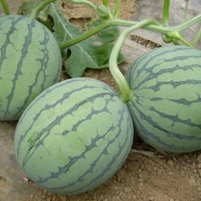 🍉Thin Skin Ruby Mini Watermelons Seeds-unitmotor™