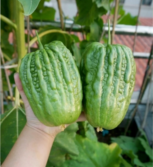 Big Top Bitter Melon Seeds-unitmotor™