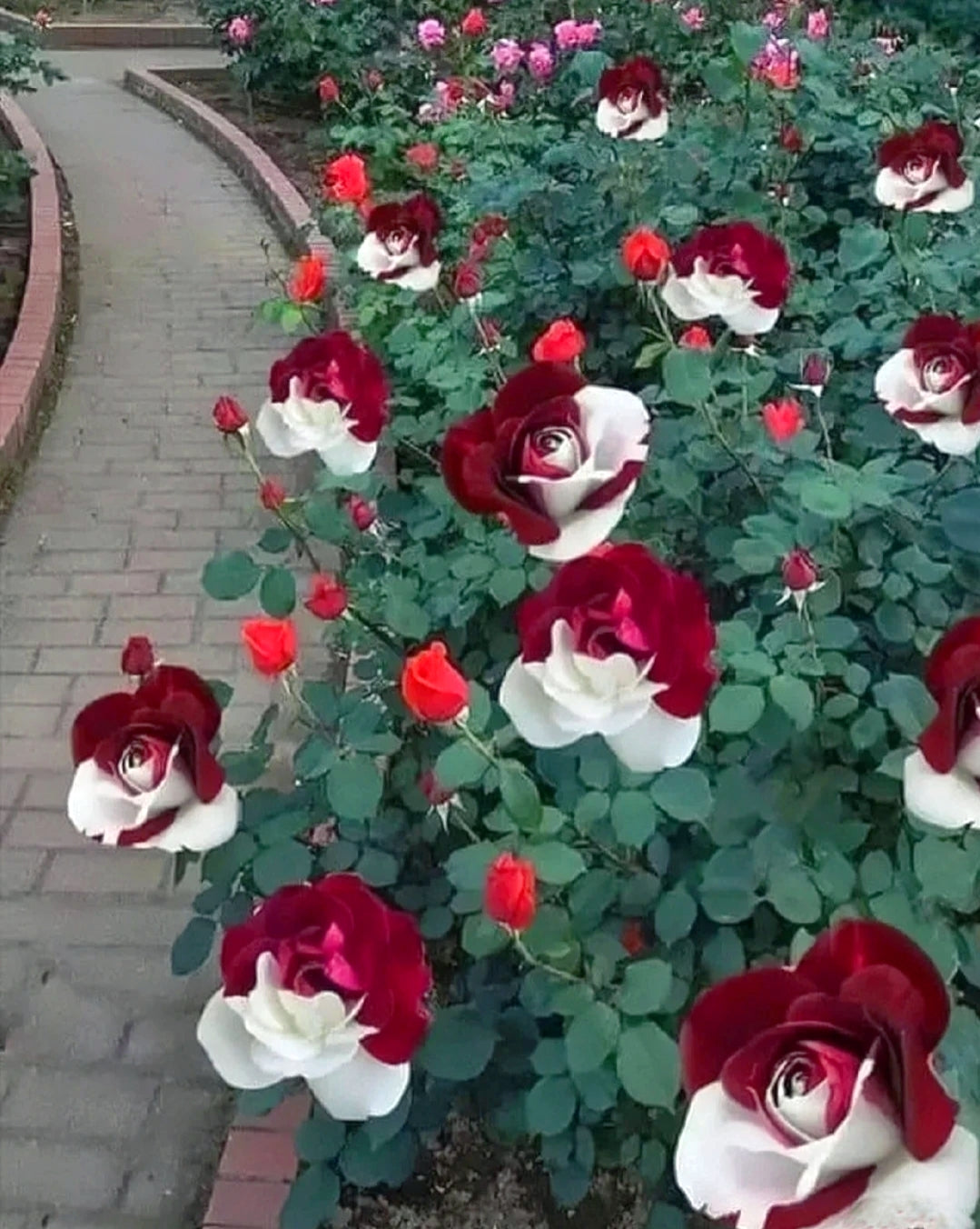 🌹Rare Twin Roses Seeds-unitmotor™